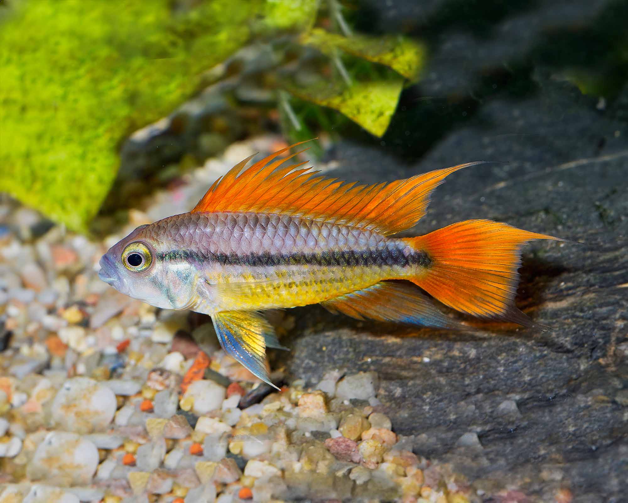 Cockatoo Cichlid Orange (Apistogramma cacatuoides)